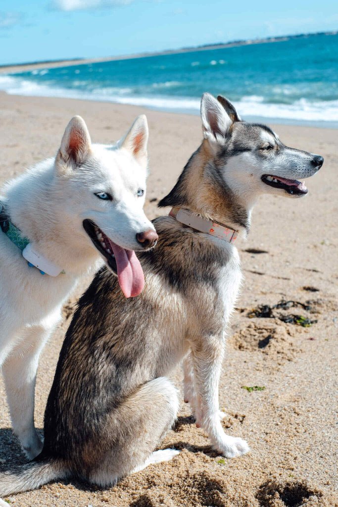 To Siberian Husky sidder på en strand med Tractive GPS-trackere