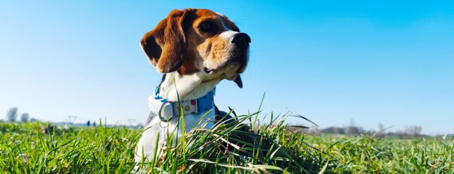 A Beagle wearing a Tractive GPS sitting in a grassy field