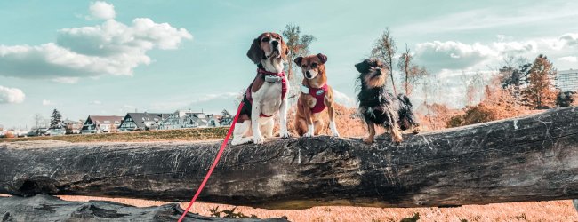 Three dogs wearing Tractive GPS trackers sitting on a fence