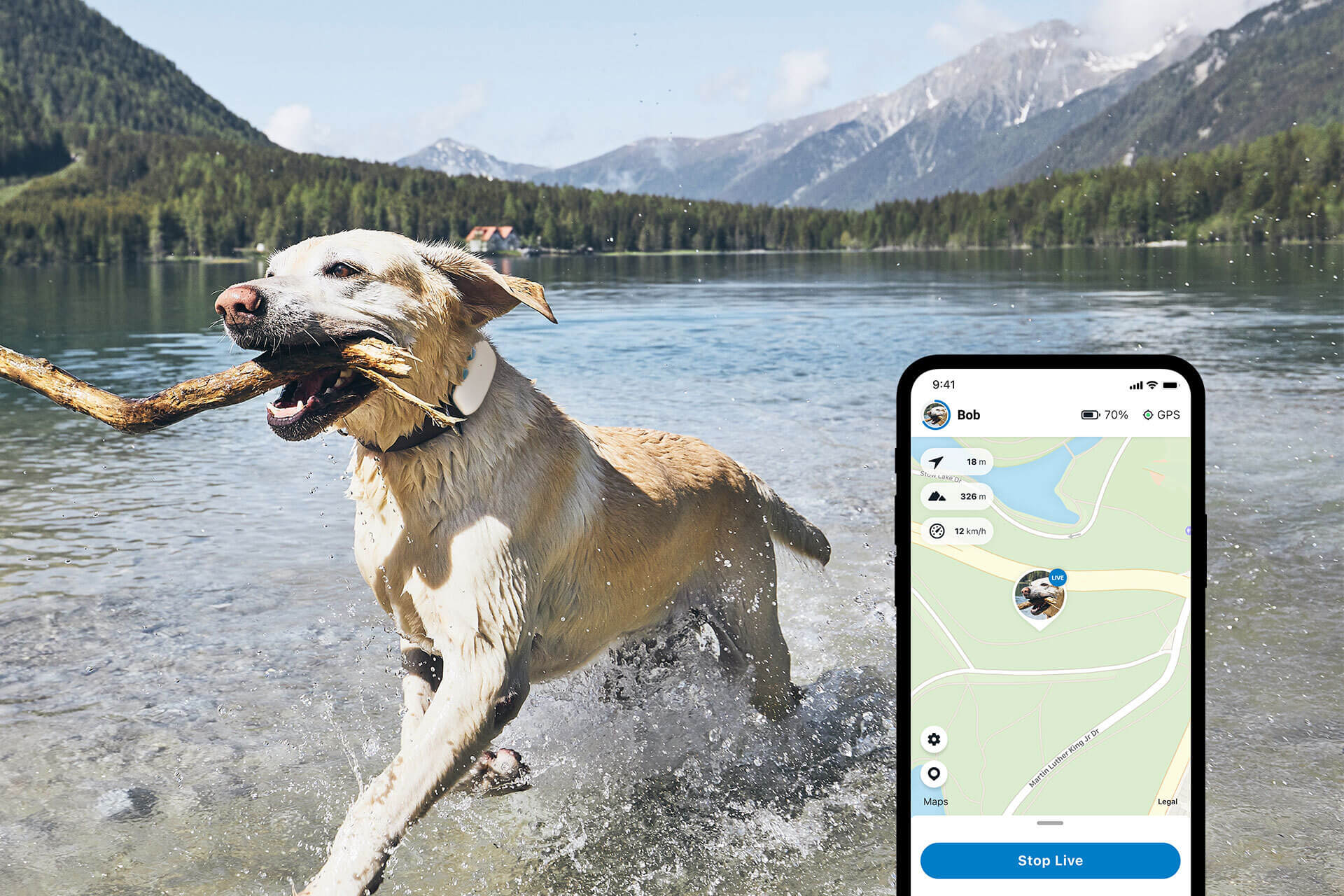 hvid hund har pind i munden, mens den løber gennem en sø med hunde-GPS i halsbåndet. I forgrunden screenshot af eksempel fra Tractive GPS-appen