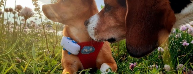 Dogs wearing Tractive GPS trackers exploring the outdoors