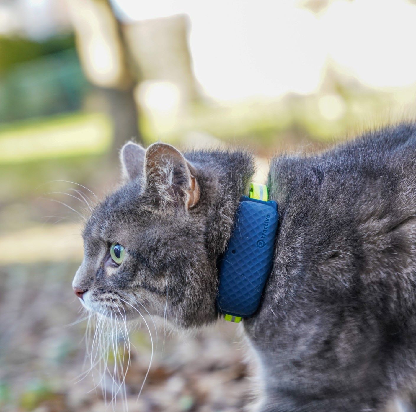 Kat med en Tractive GPS-tracker