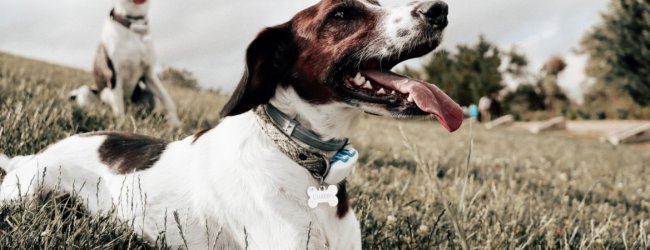 Dogs in a field wearing Tractive GPS trackers