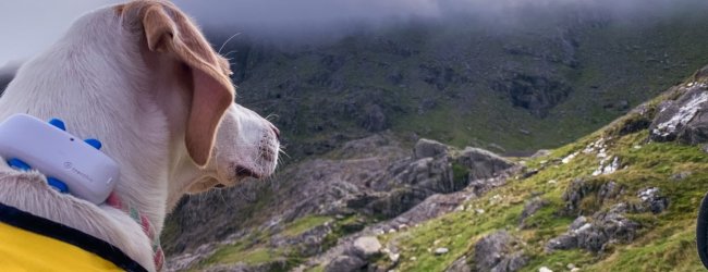 A dog wearing a Tractive GPS tracker looking over a mountain