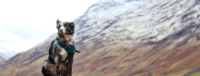 A Border Collie out on a hike besides a mountain