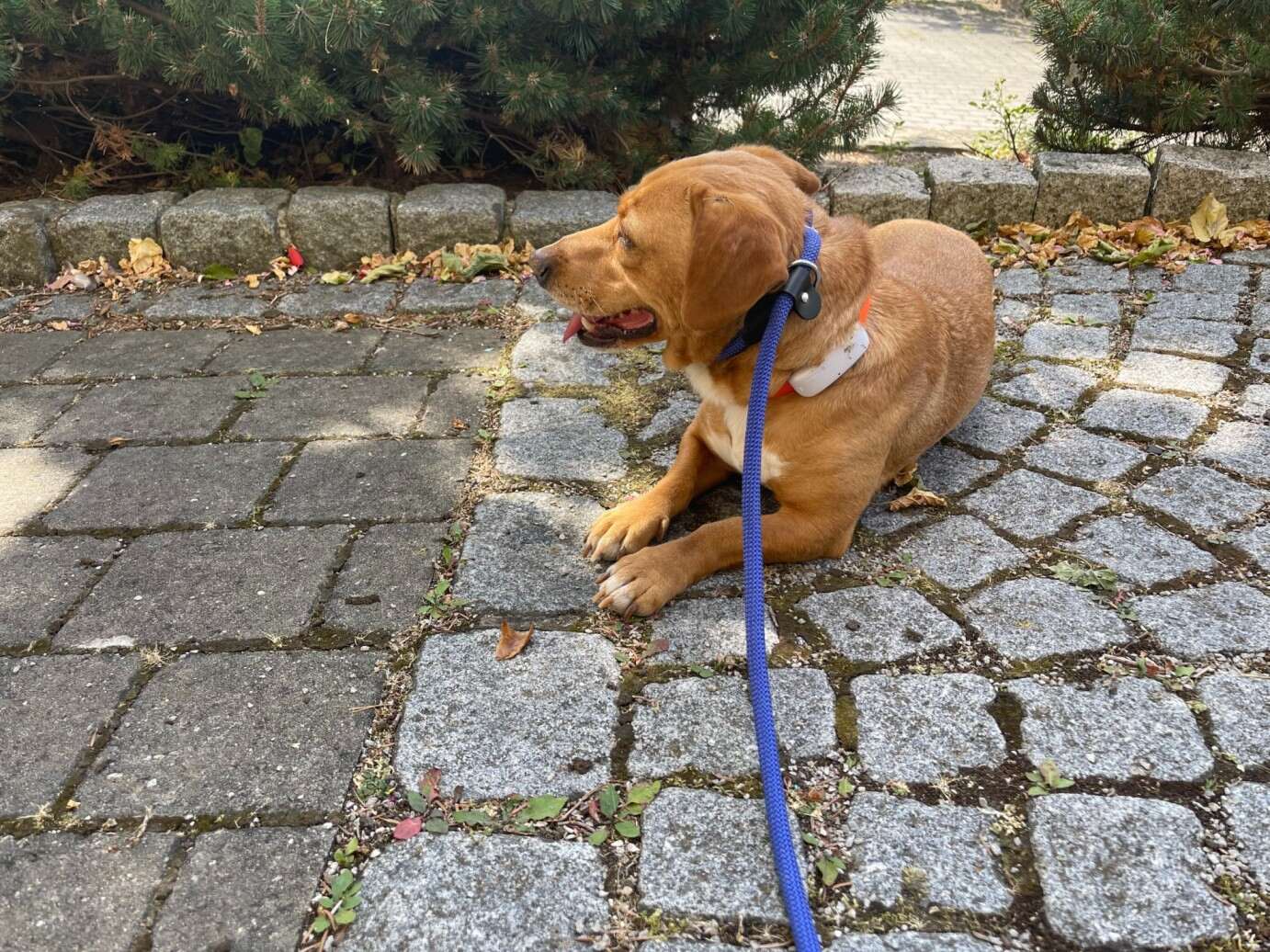 En hund i snor slapper af udenfor med Tractive GPS-tracker i halsbåndet 