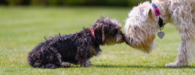 Two dogs introducing themselves to each other by rubbing noses