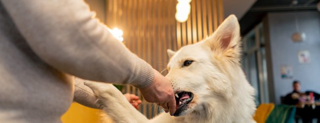 A dog biting a woman trying to feed it