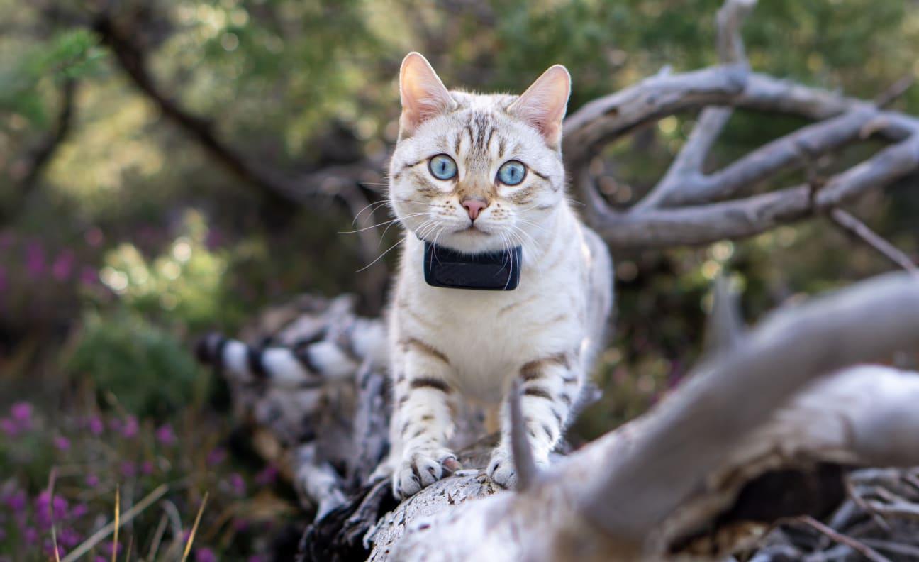 Cat on a tree