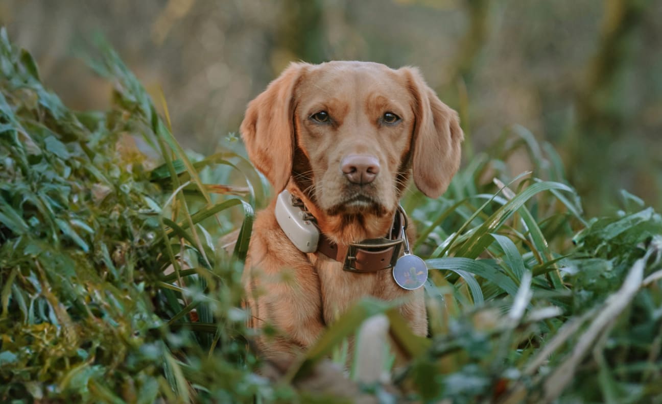 Dog sitting in grass