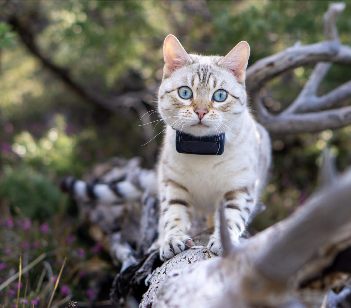 Cat on a tree stump