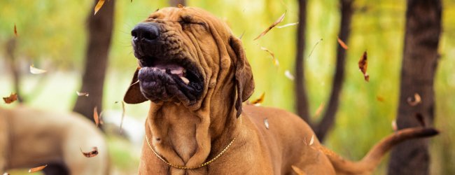 A dog coughing from falling leaves