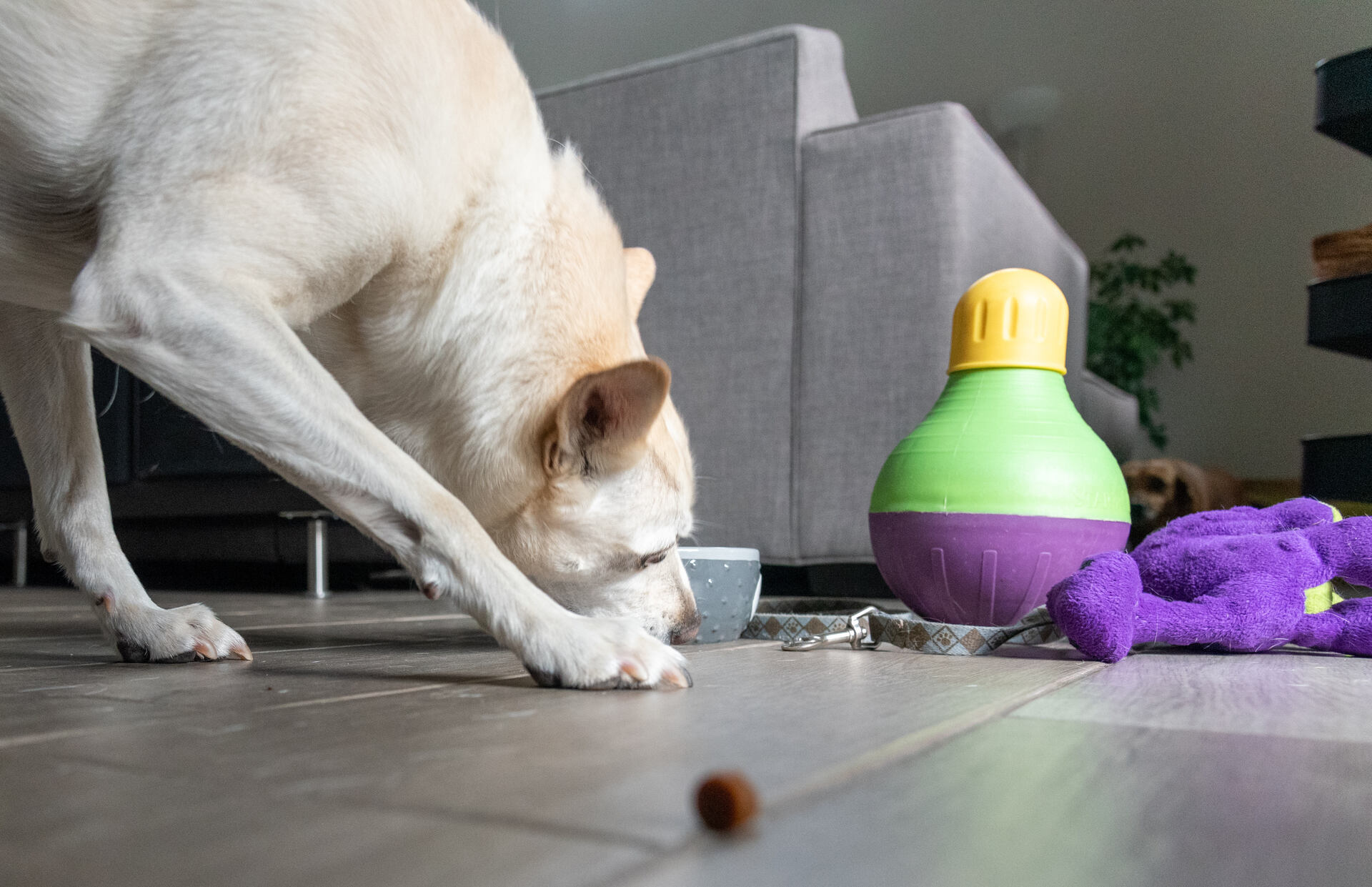 A dog eating a treat from a food puzzle toy