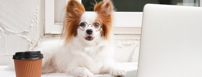 A Papillon dog wearing eyeglasses sitting by a laptop