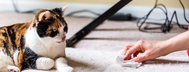 A woman cleaning up a hairball regurgitated by a cat