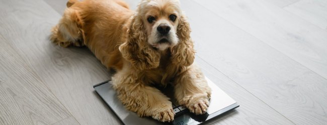 A small dog sitting on a weighing scale