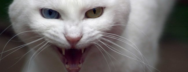 aggressive cat