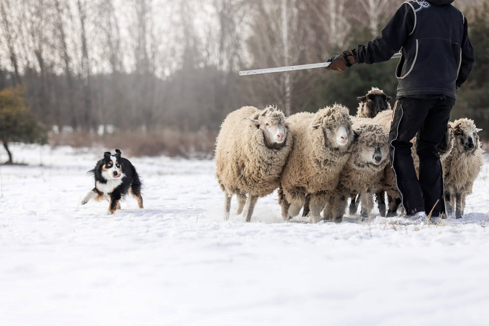 A herding dog guarding a flock of sheep