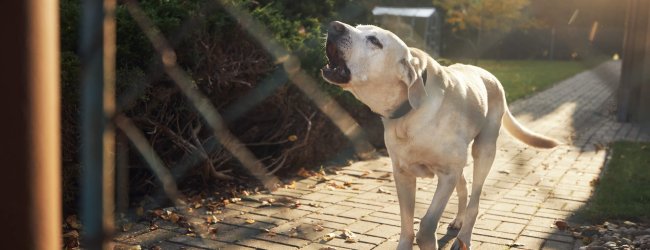 A dog barking outside a chain link fence