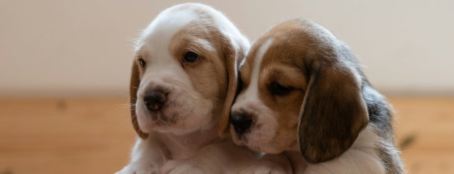 Two puppies with littermate syndrome sitting in a crate