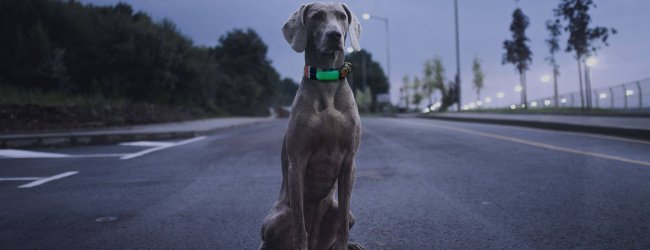 Grijze hond zit 's avonds op straat