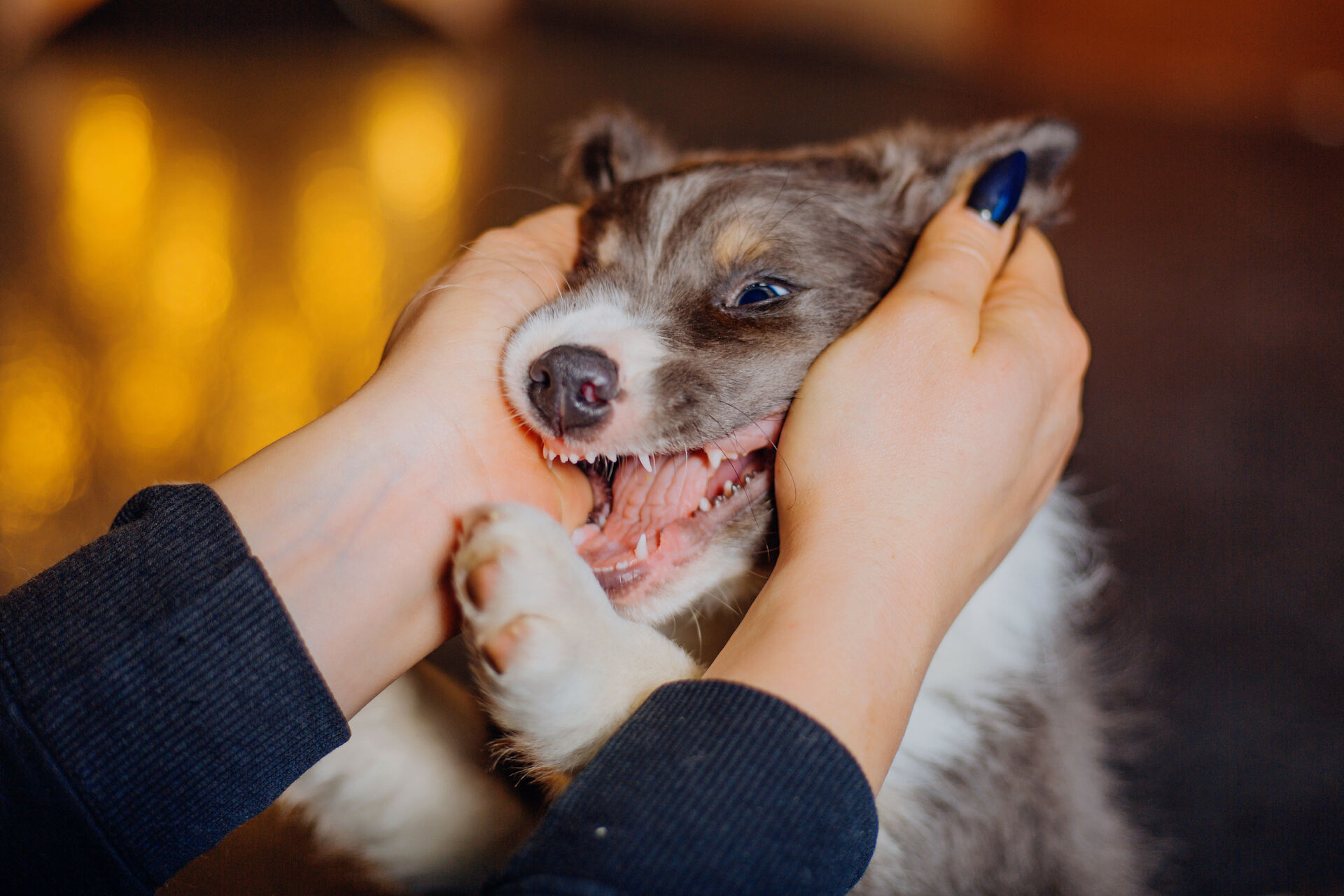 A puppy playing with their owner