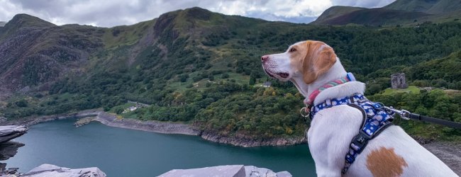 A dog wearing a Tractive GPS tracker looking over a mountain lake