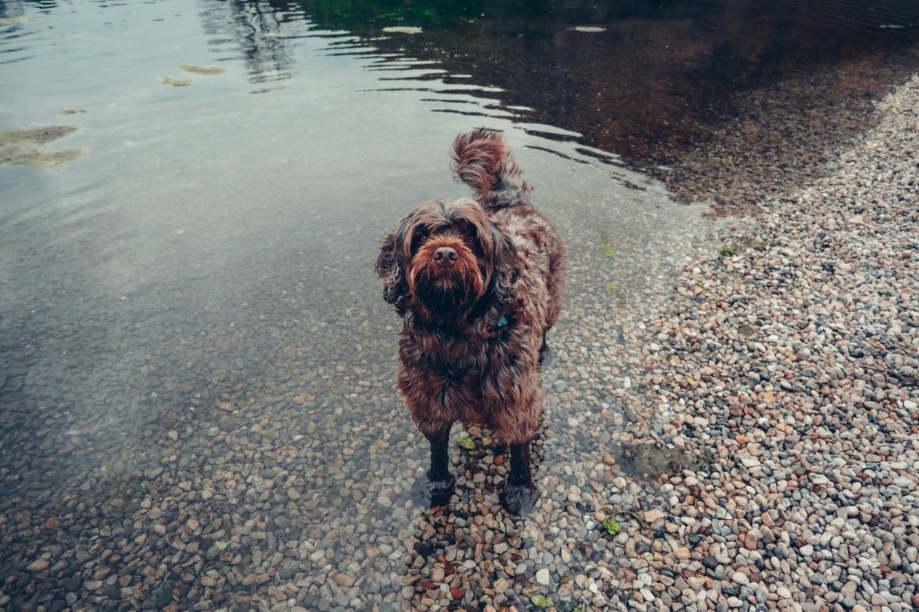 En hund med en Tractive GPS-tracker står i en sø