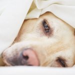 sick dog laying in bed under sheets