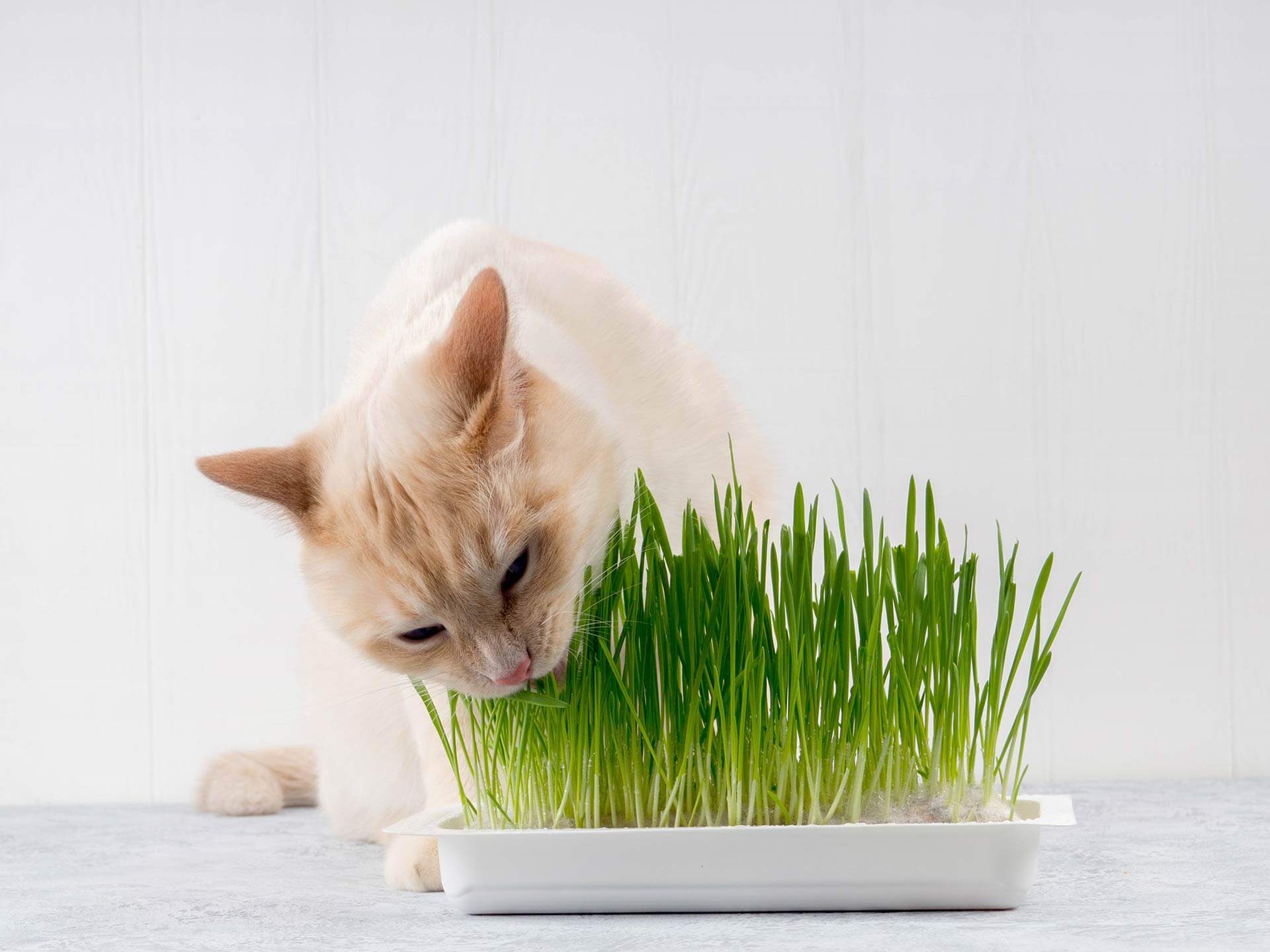 beige cat eating grass from dish