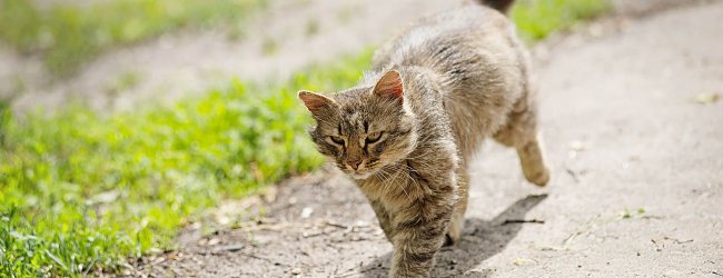 Cat sense of direction: How cats always find their way home