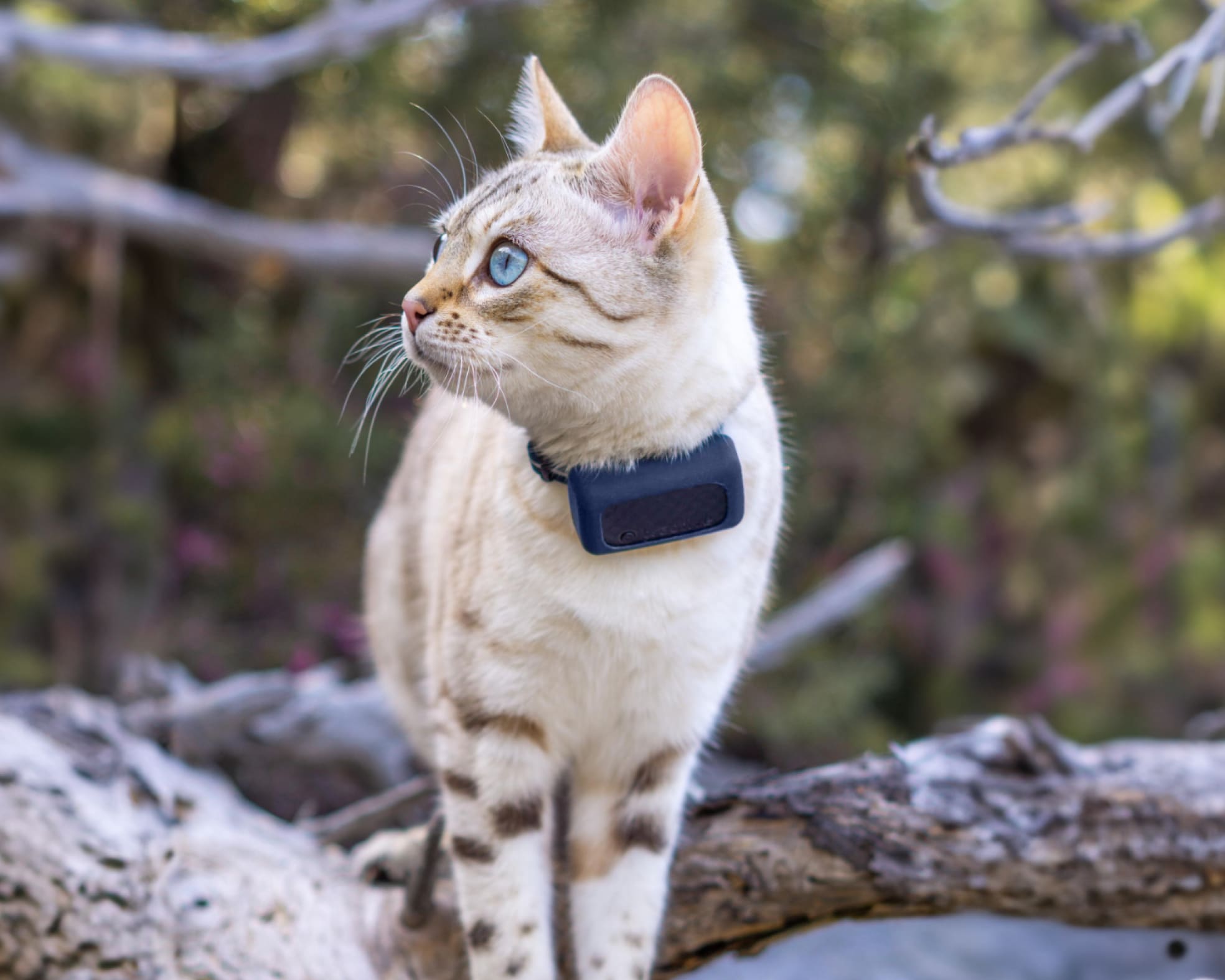 Parent holding cat with GPS tracker