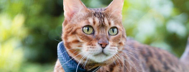 Bengal cat with new Tractive GPS Tracker for cats on their collar