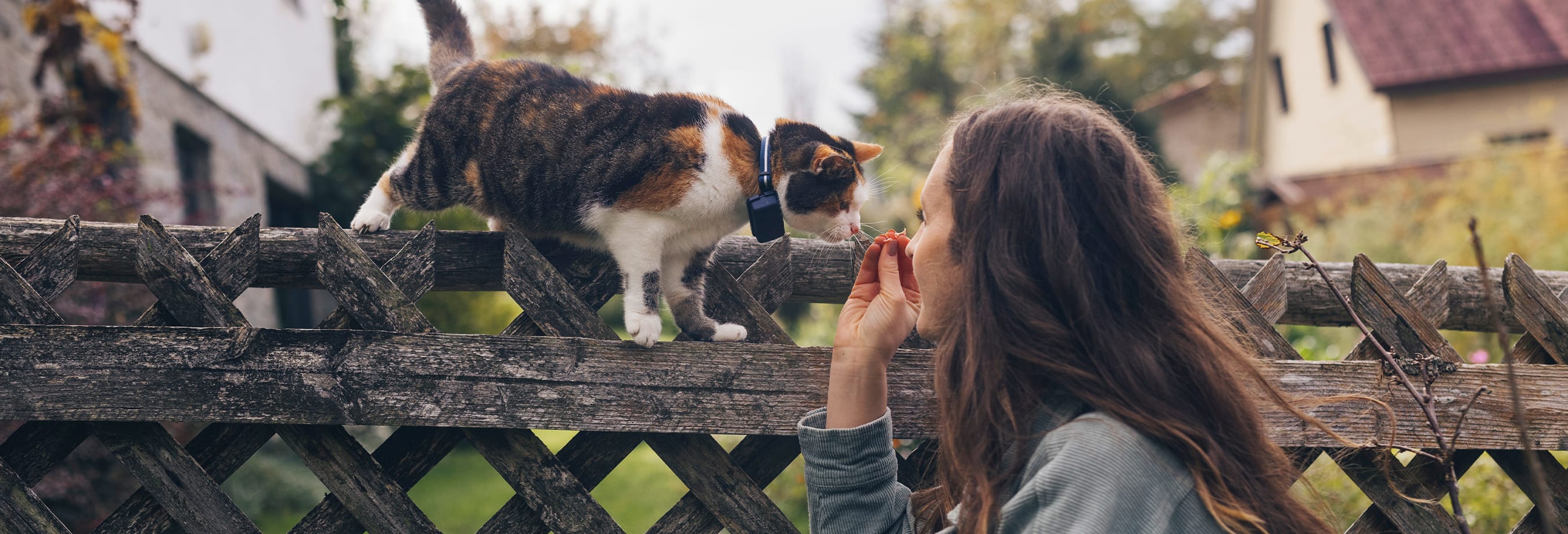 Cat walking on wooden fence