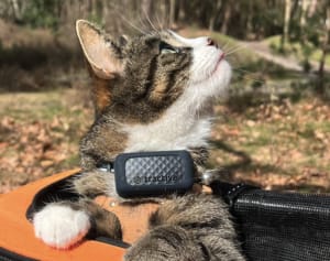 A Cat with the Tractive GPS Cat Tracker