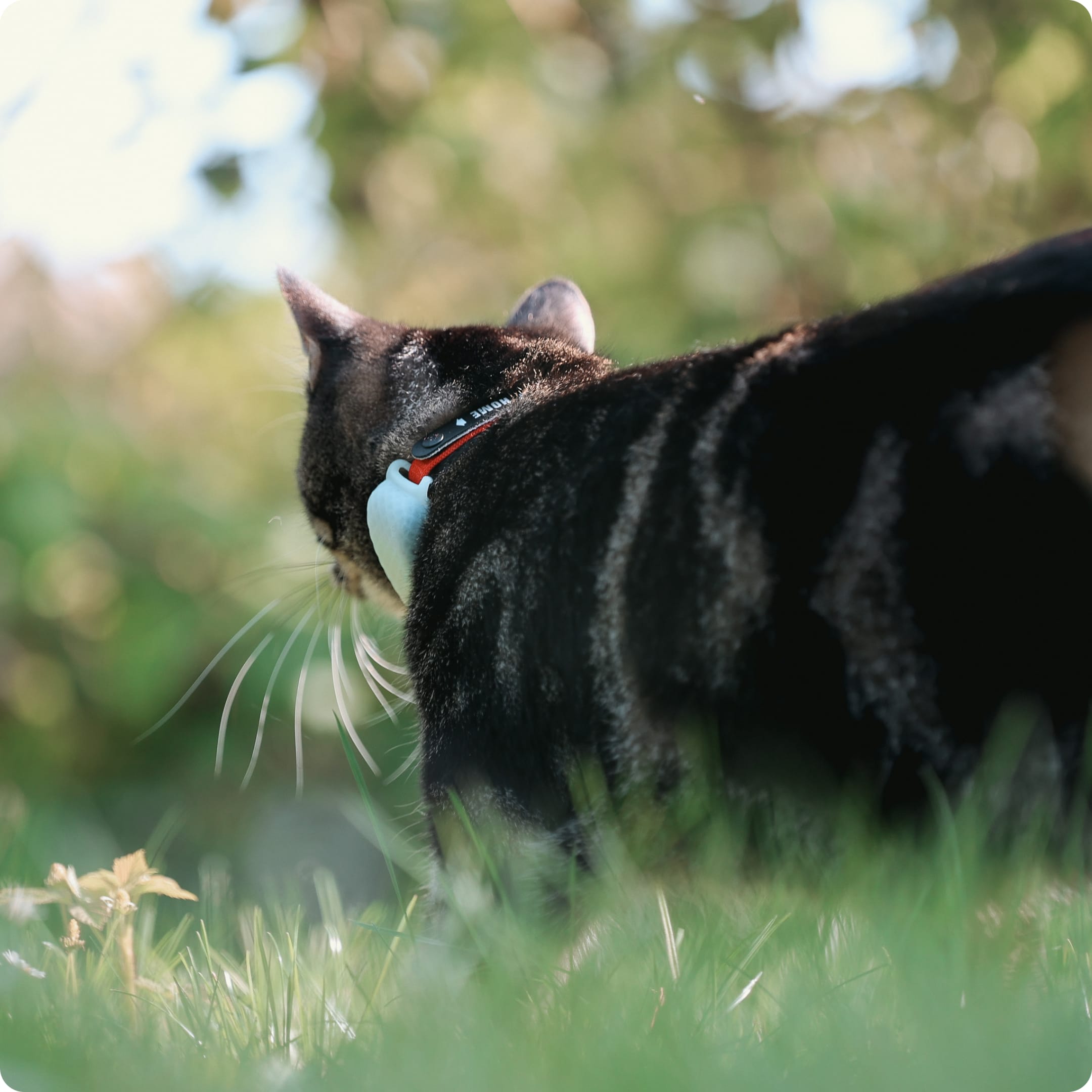 Cat with tracker