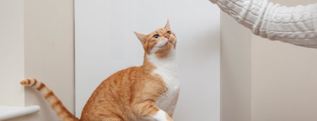 A cat trains with a piece of string.