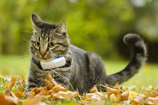 En kat med en Tractive GPS-tracker udendørs