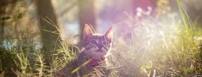 chaton assis au soleil dans la forêt, portant un collier rouge