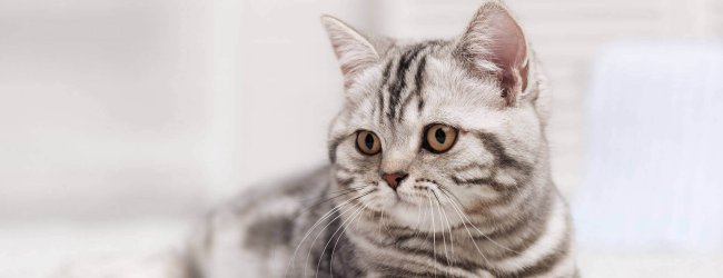 chaton tigré allongé sur un épais tapis blanc