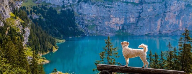 chien beige perché sur un banc au bord d'un lac de montagne bleu