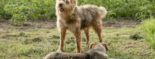 Two dogs playing in a field