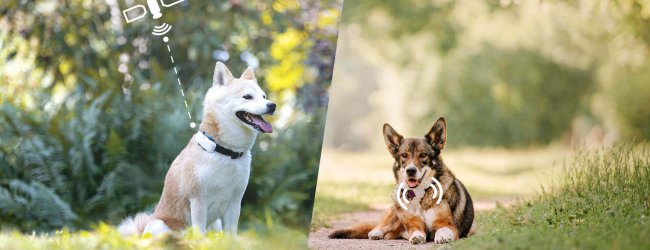 Deux chiens, chacun équipé d'un traceur GPS et d'un traceur à radiofréquence, assis dans la prairie