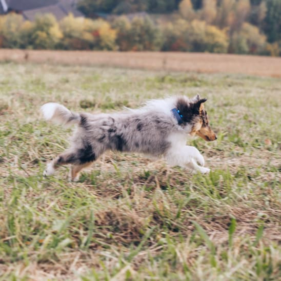 Dog jumping