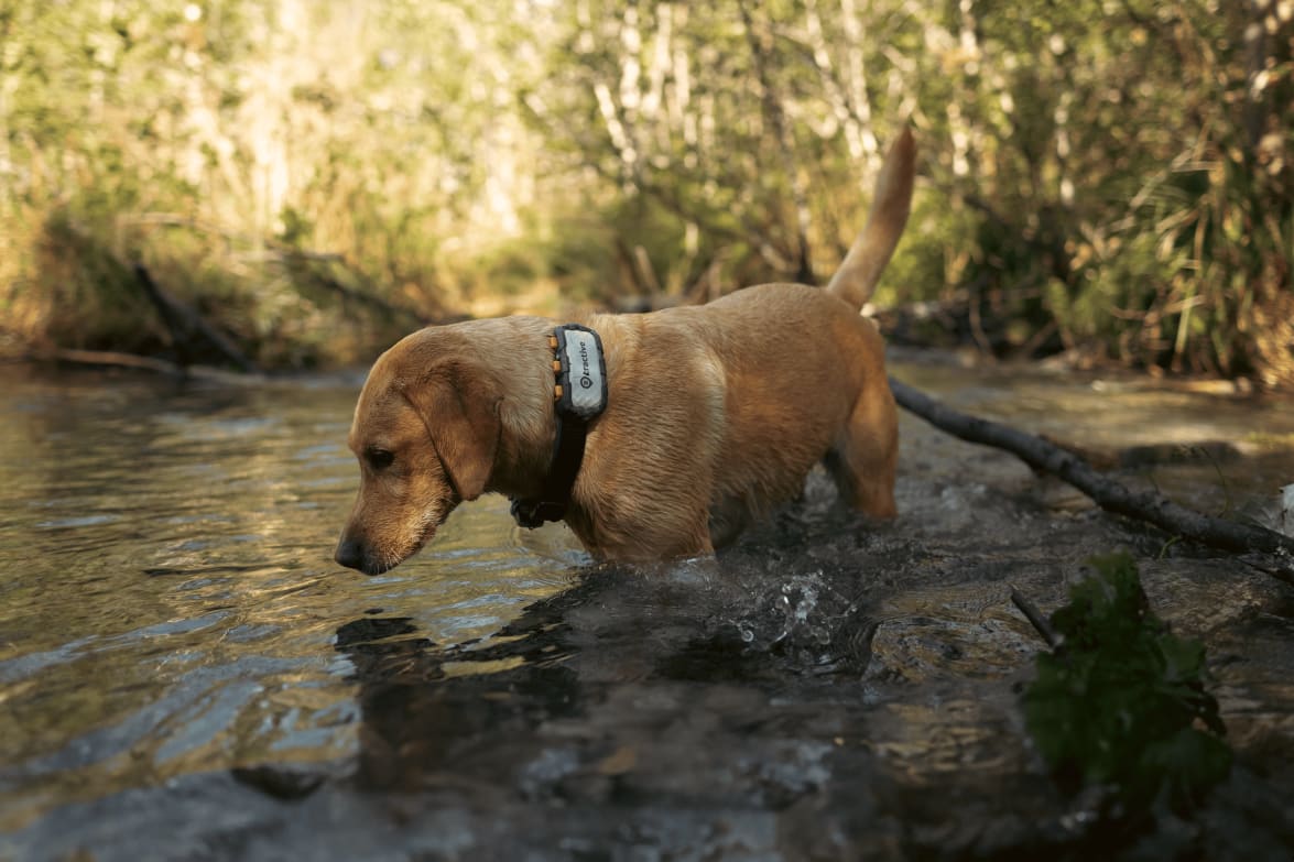 Dog in river