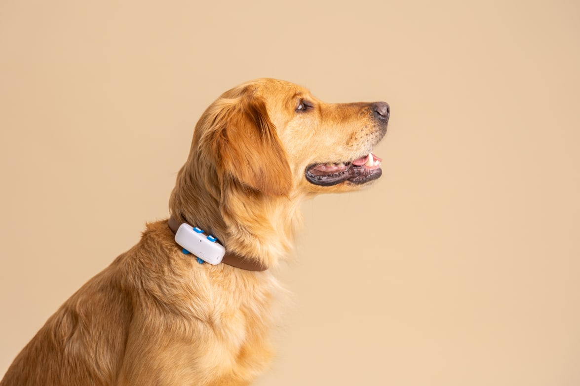 Close-up view of new Tractive GPS DOG 4