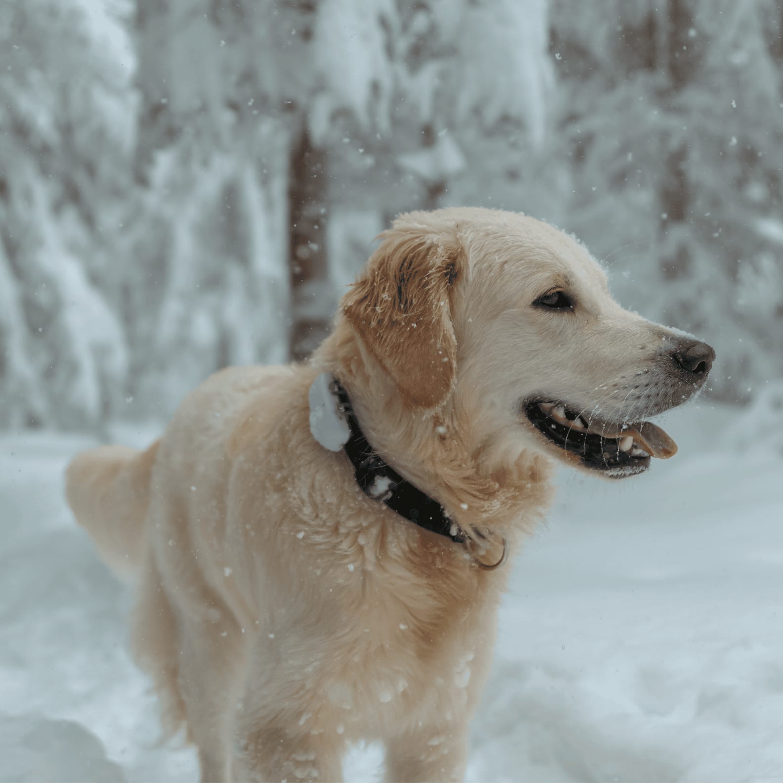 Dog in the snow