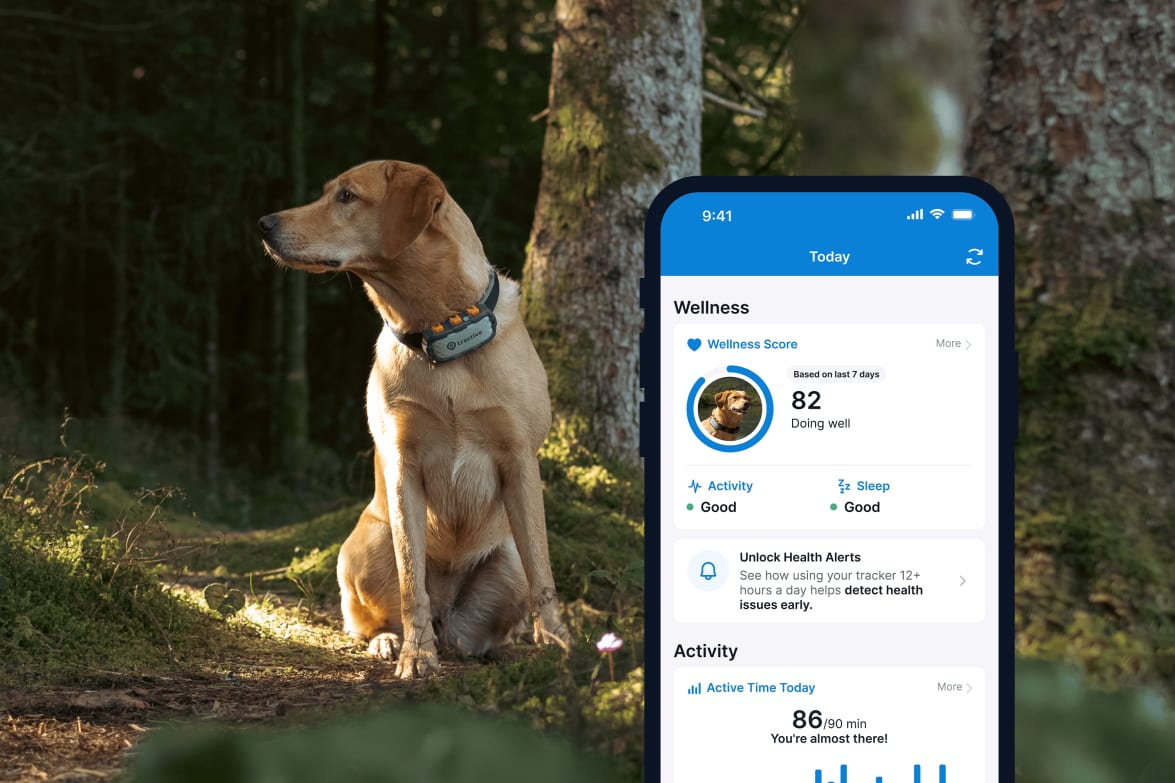 Activity monitoring with new Tractive GPS DOG XL Adventure on smartphone