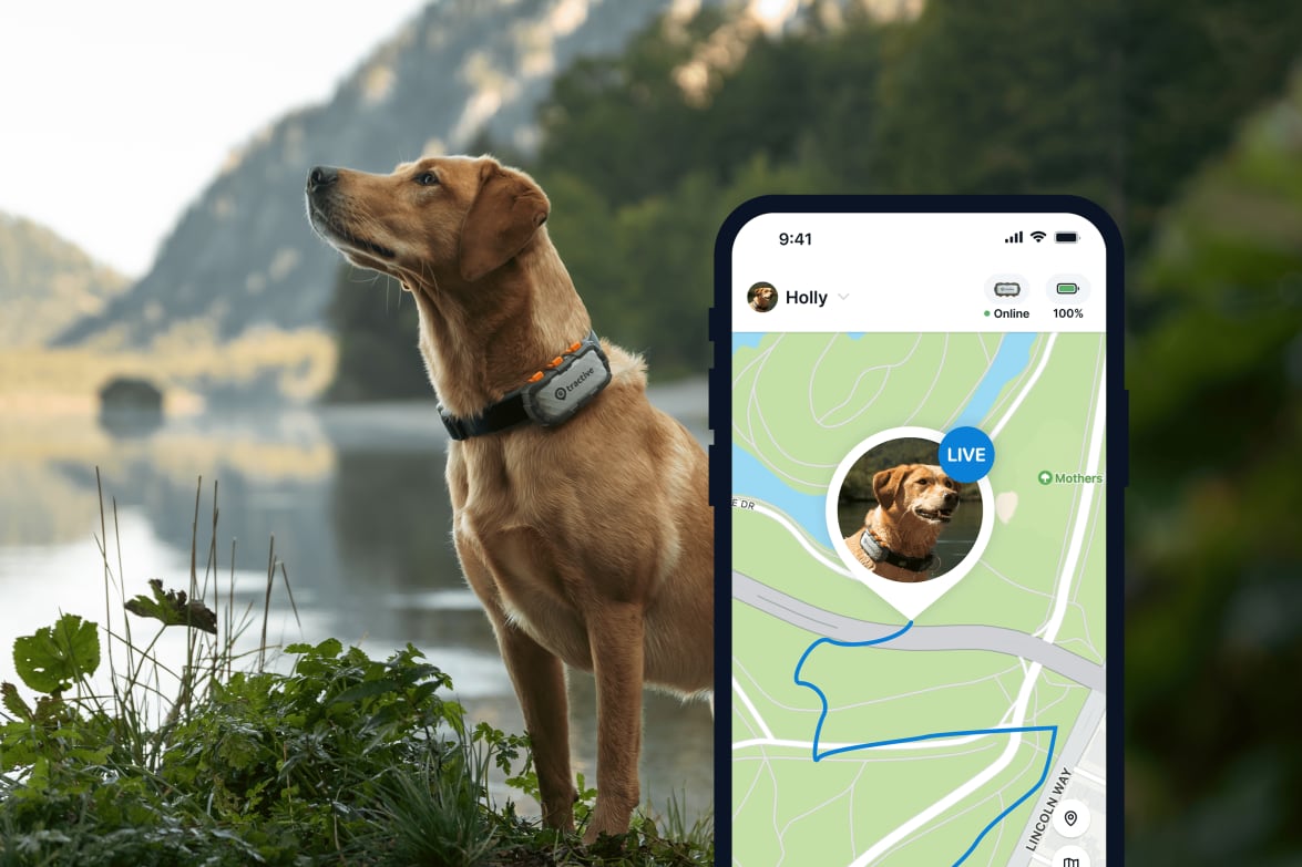 LIVE Tracking with new Tractive GPS DOG Xl Adventure