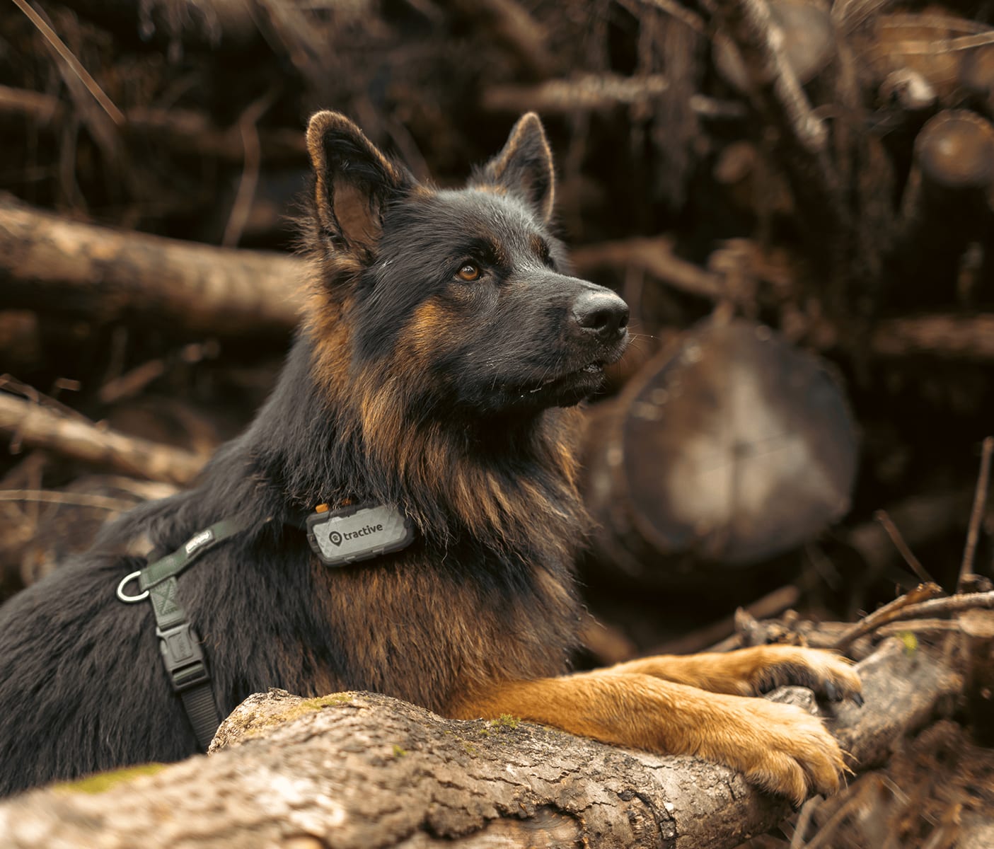 Dog on log